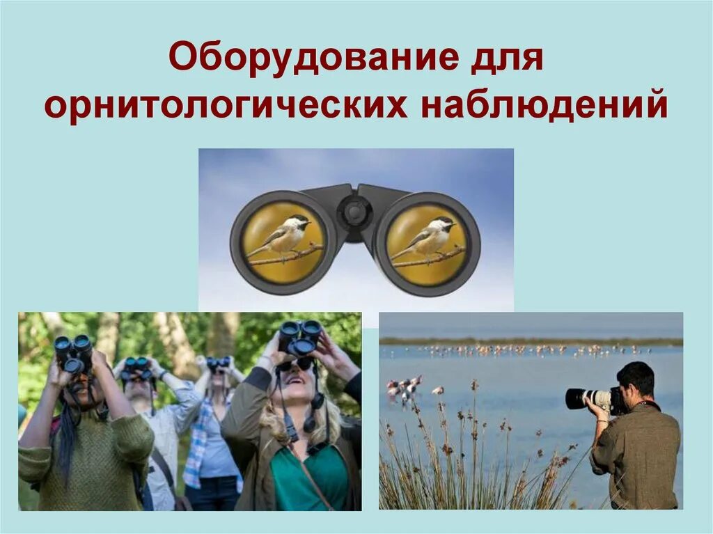 Исследование для птиц оборудование. Разновидности метода наблюдения. Метод наблюдения требования к проведению. Этапы проведения наблюдения. Методика проведения наблюдения в разных возрастных группах.