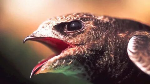 Common animal