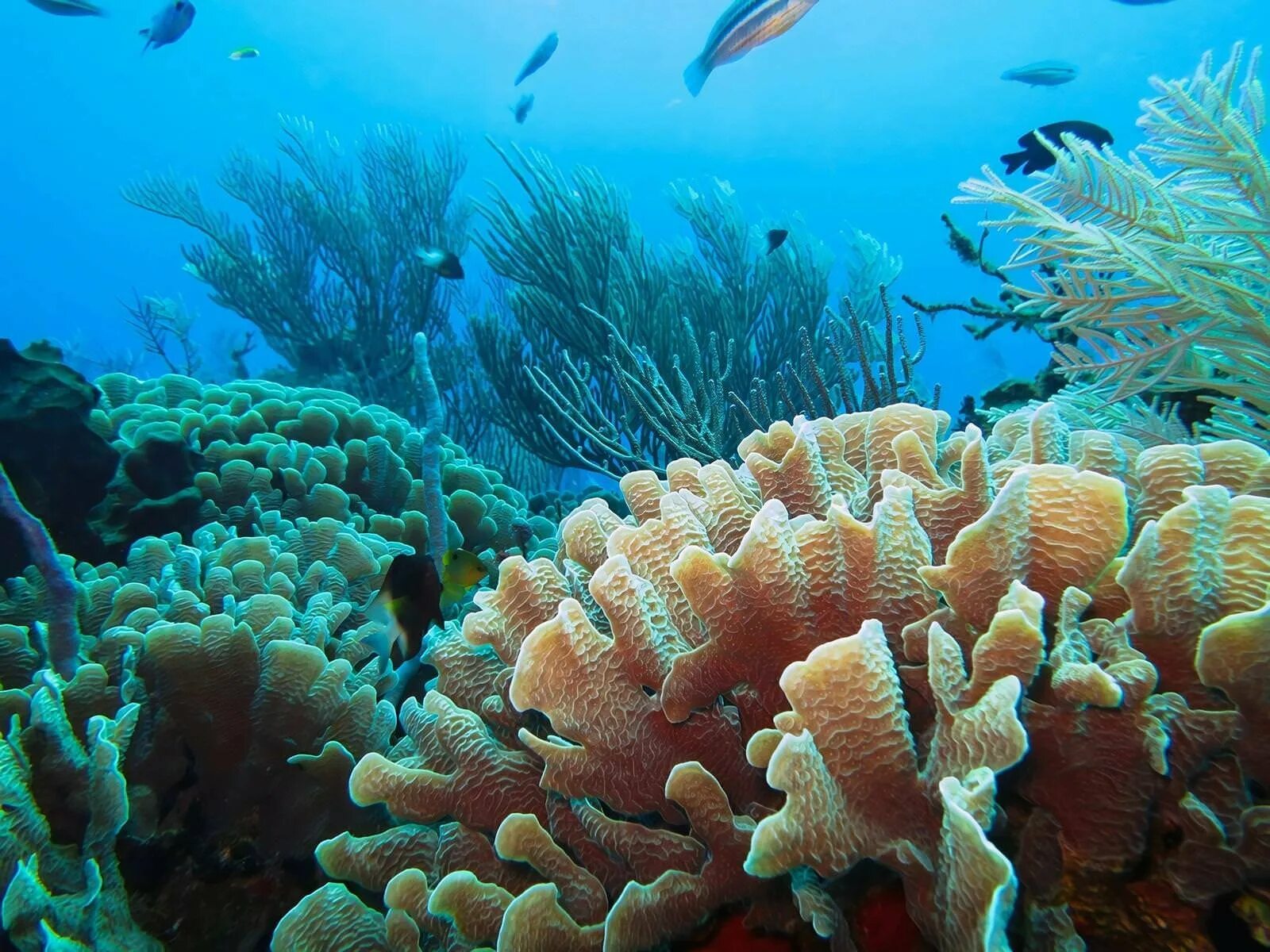 Коралловые полипы рифы. Кораллы тайланд. Покажи кораллы. Коралловые полипы в индийском океане. Коралловый барьерный риф.