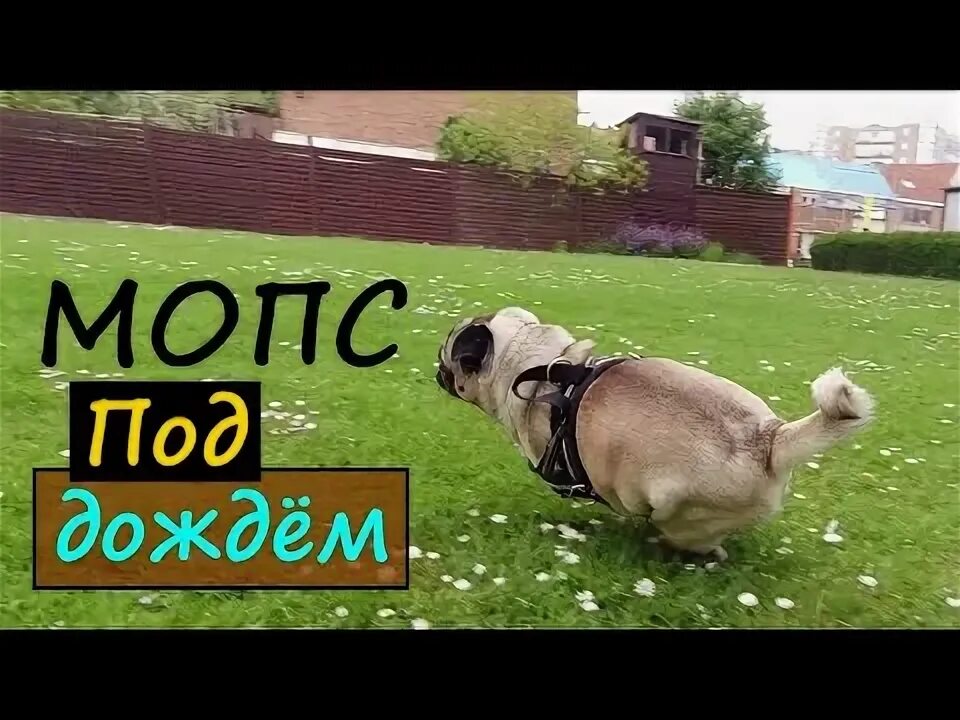 Как гулять с собакой в дождь