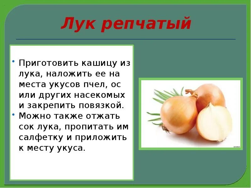 Можно есть сырой лук. Аллергенен ли репчатый лук. Репчатый лук слайд. Репчатый лук сок. Лук не репчатый.