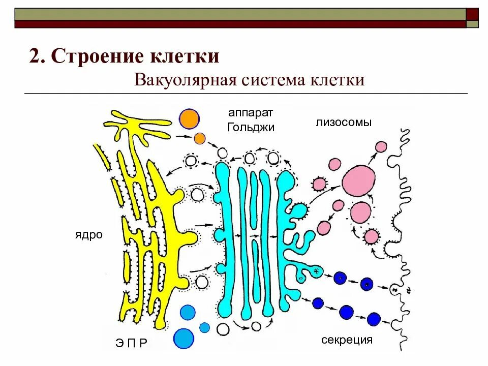 Синтез и транспорт белков в эпс. Мембранные структуры клетки комплекс Гольджи. Общая схема функционирования вакуолярной системы. Органоиды клетки, Вакуолярная система. Вакуолярная система клетки (ЭПС, аппарат Гольджи, лизосомы)..