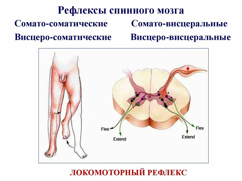 Какой рефлекс спинного мозга. Сомато висцеральные рефлексы спинного мозга. Рефлексы спинного мозга (спинальные рефлексы). Спинно-мозгового рефлекс. Классификация двигательных рефлексов спинного мозга.