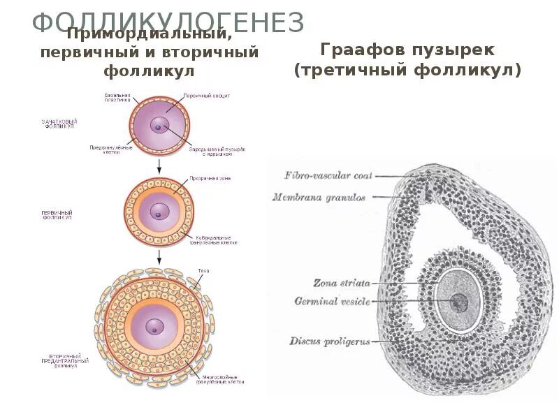 Первичный вторичный третичный фолликул. Примордиальный и первичный фолликул. Строение первичных и вторичных фолликулов яичника. Первичный фолликул яичника гистология.