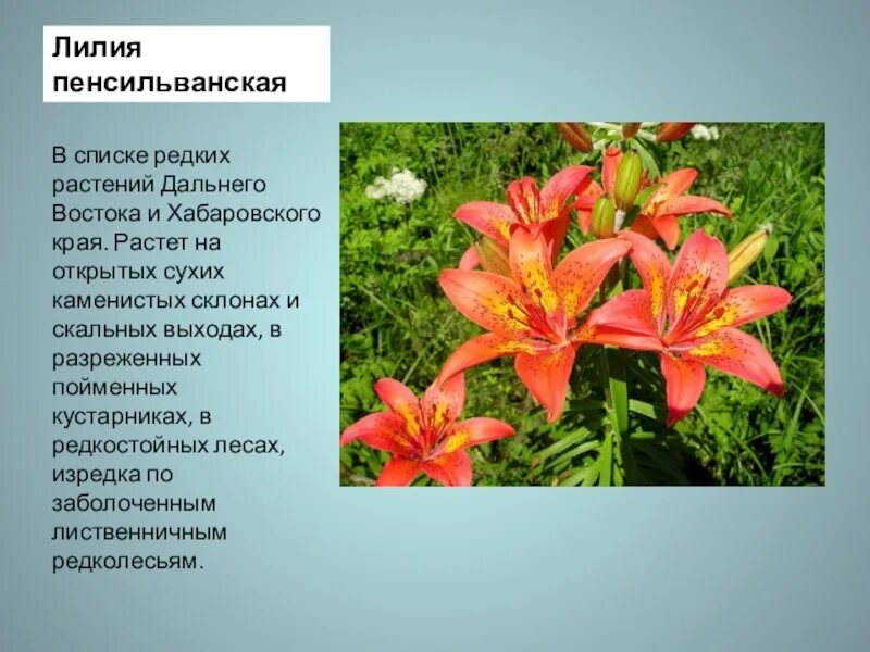 Лилейные слова