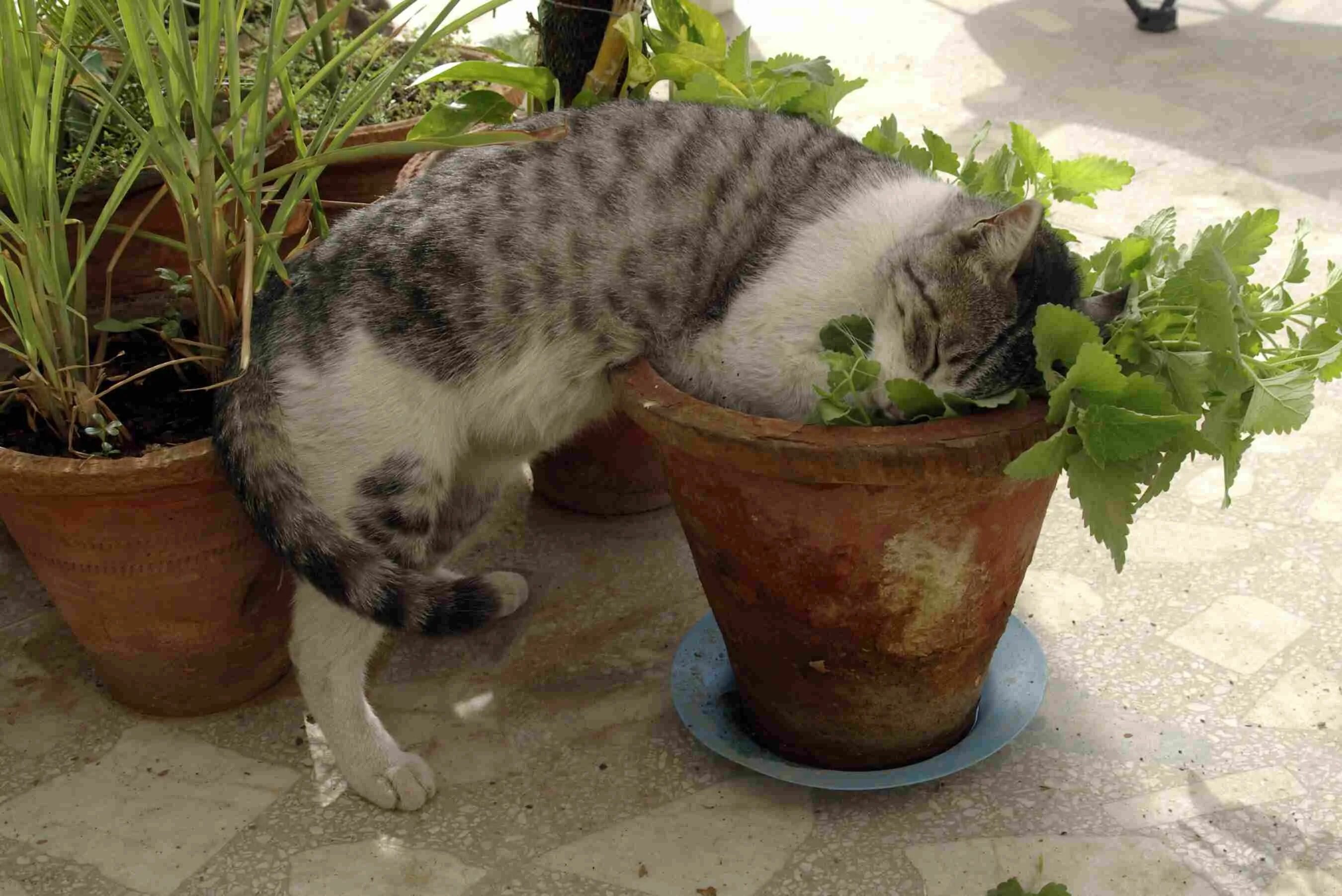 Cat plants. Котовник кошачий. Кошачья мята трава. Котовник Кошачья мята. Котовник Кошачья мята и коты.