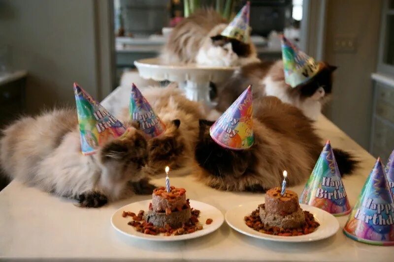 С днем рождения кот. Котик в праздничном колпаке. Котик в праздничном колпаке с тортиком. Кот с тортиком. Вечеринка кошечек