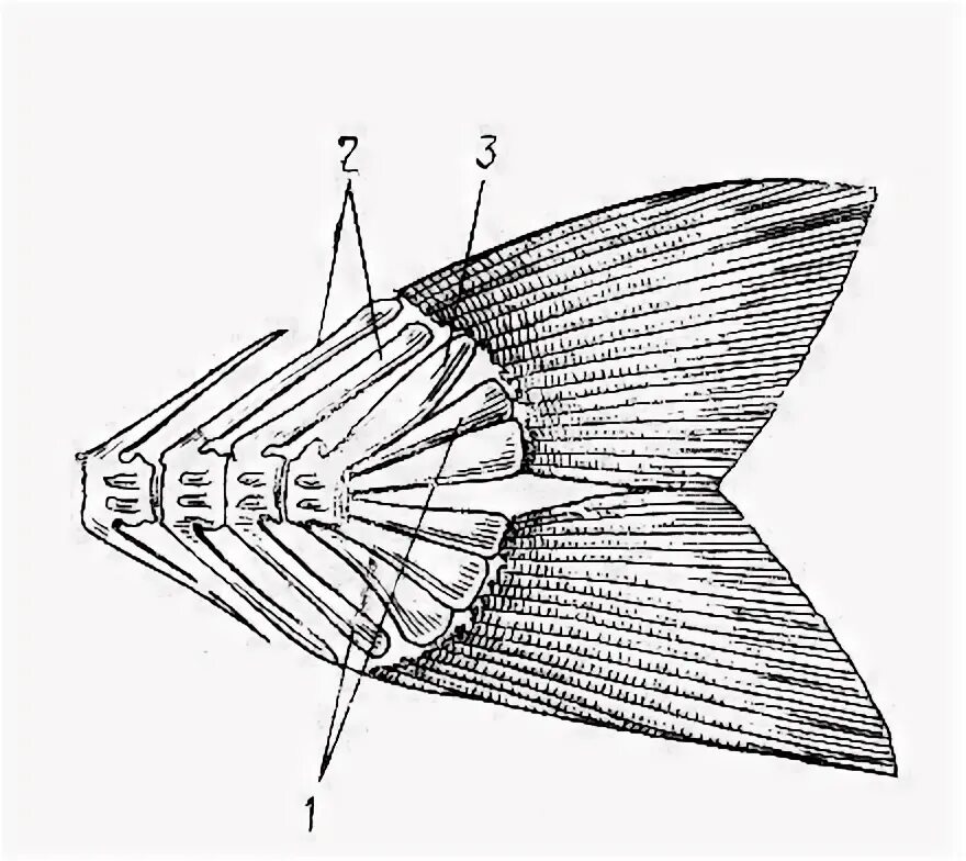 Скелет плавников костной рыбы. Класс костные рыбы строение скелета. Строение костных рыб 7 класс. Конечности костных рыб. Строение плавника костистой рыбы.