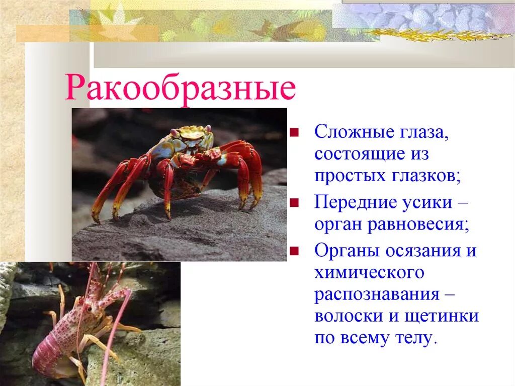 Значение ракообразных и паукообразных в природе. Членистоногие характеристика. Членистоногие представители. Значение ракообразных и паукообразных в природе. Признаки класса паукообразные.