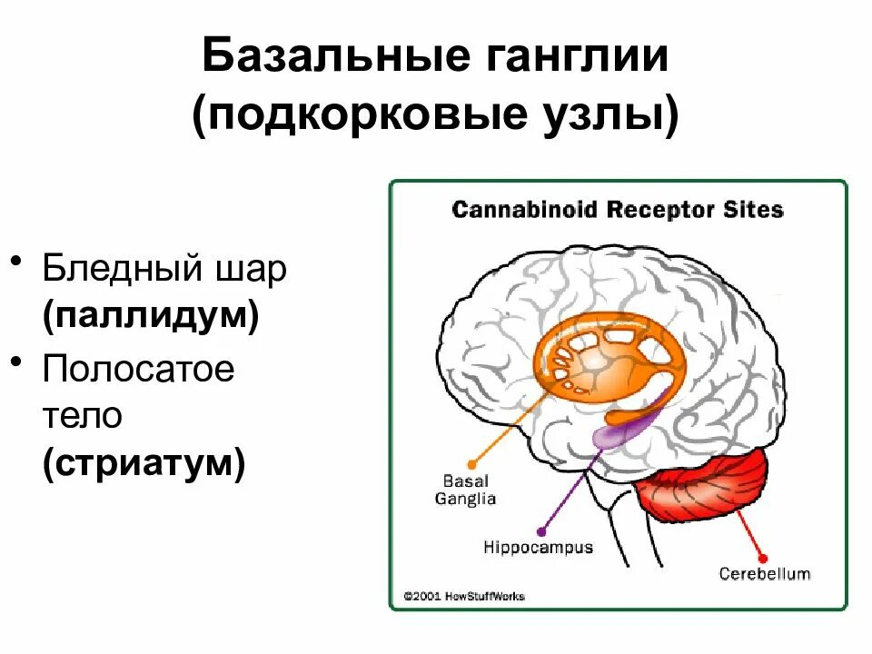 Строение головного мозга базальные ганглии. Базальные ганглии функции. Базальные ганглии и стриатум. Базальные ядра строение полосатое тело.