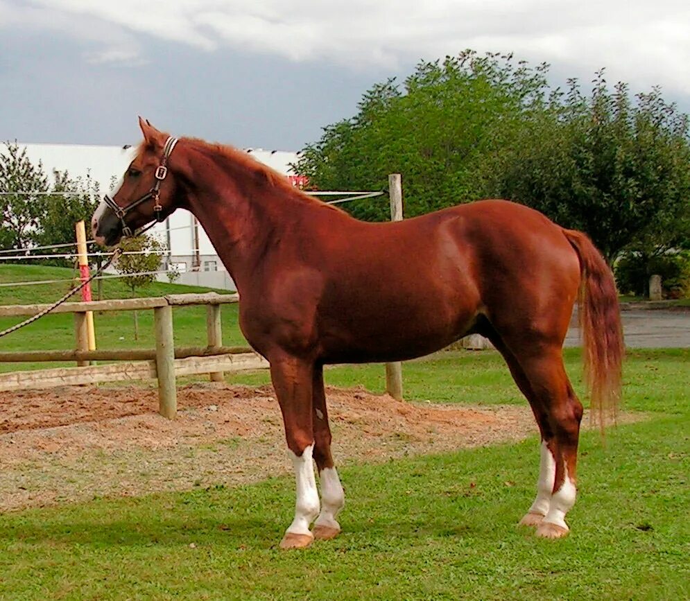 Сайт horse. Вестфальская порода лошадей. Тракененская порода лошадей. Лошадь породы Хорс. Ганноверская порода лошадей.