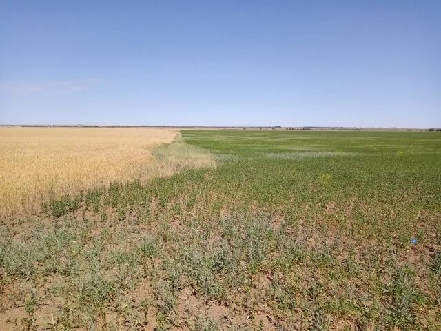 Погода на неделю озимая. Погода на неделю озимая. Погода на неделю озимая. Неблагоприятные явления для зимующих культур. Погода на неделю озимая.