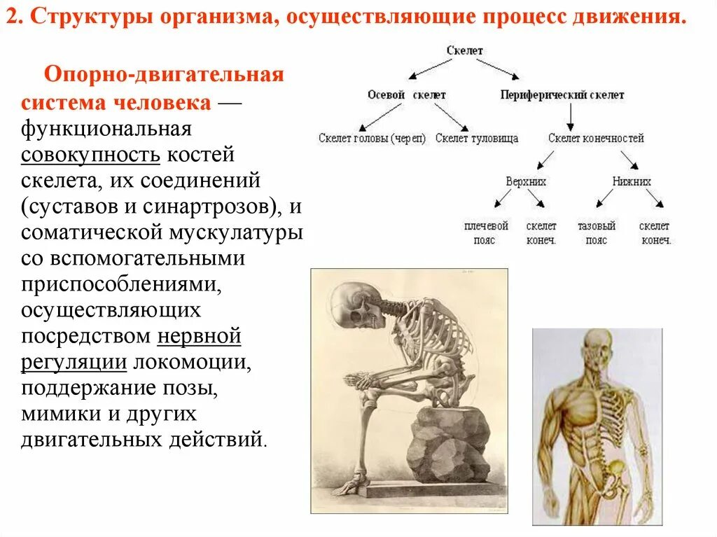 Процесс движения для человека