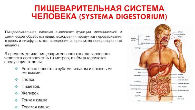 Пищеварительный канал выполняет функции. Длина пищеварительной системы человека. длина пищеварительной системы у взрослого человека. длина пищеварительного канала человека. длина органов пищеварения у взрослого человека.