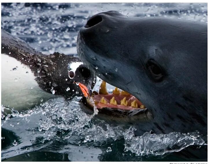 Морской нападение. Пол Никлен морской леопард. Морской леопард нападает на тюленя. Кирсти Браун морской леопард. Морской леопард ест пингвина.