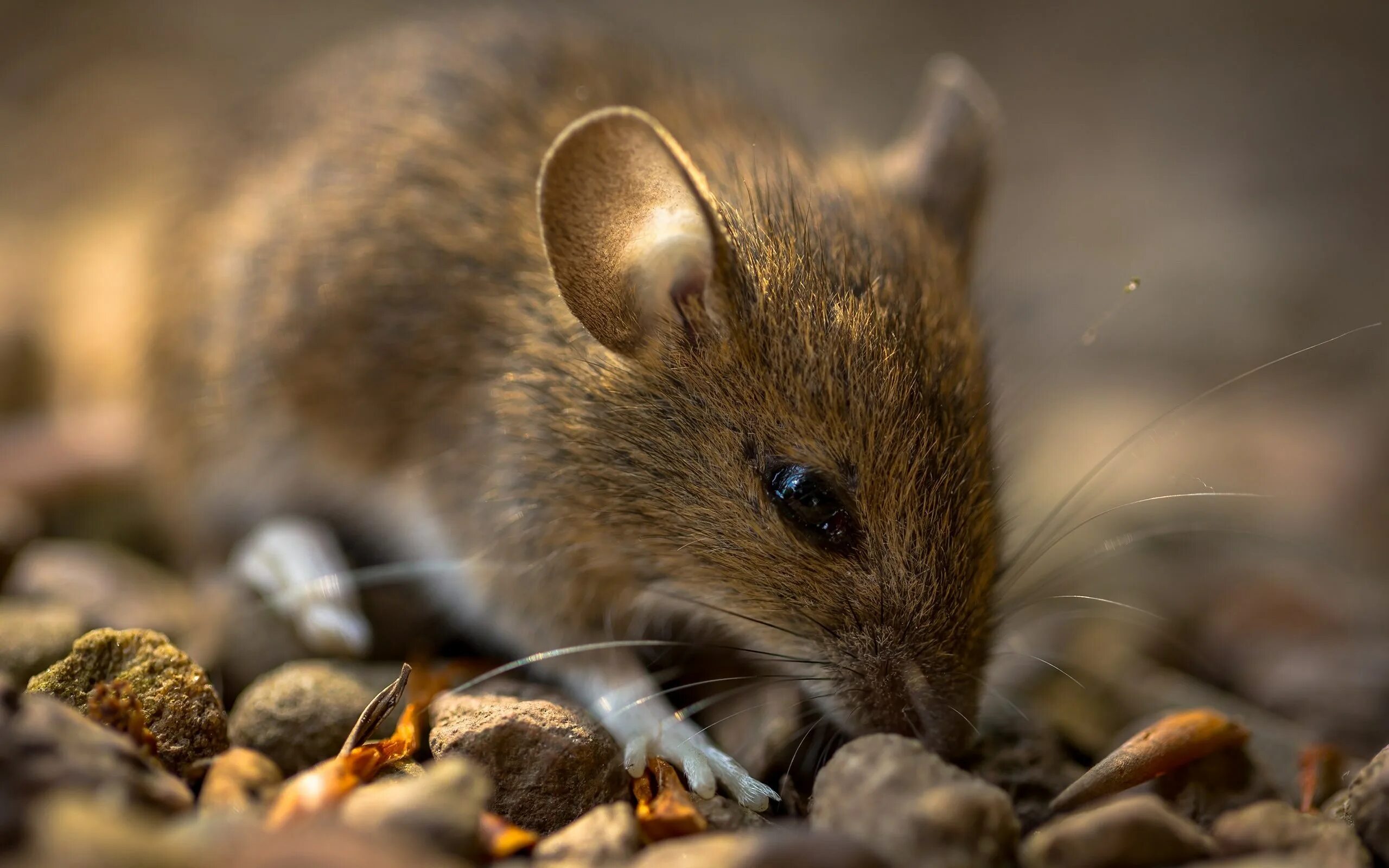 Мышь домовая (mus musculus l.. Большеухие полевки. Лесная мышовка. Дикая мышь.