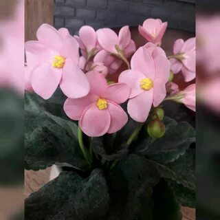 Цветы солнечногорск