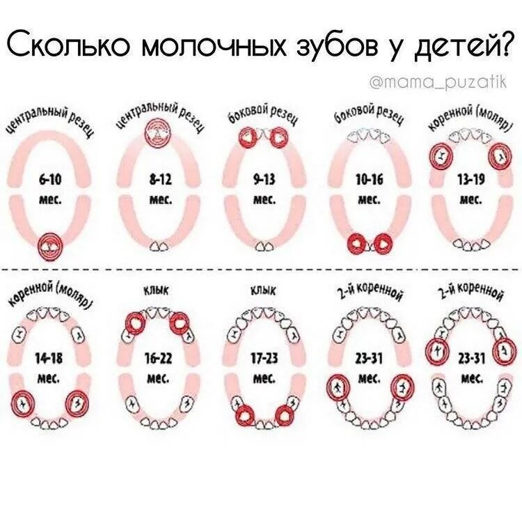 Зубы у детей схема прорезывания до года. Схема прорезывания молочных зубов у детей до 2 лет. Схема вылазивания молочных зубов у детей до года. Очерёдность вылезания зубов у детей.