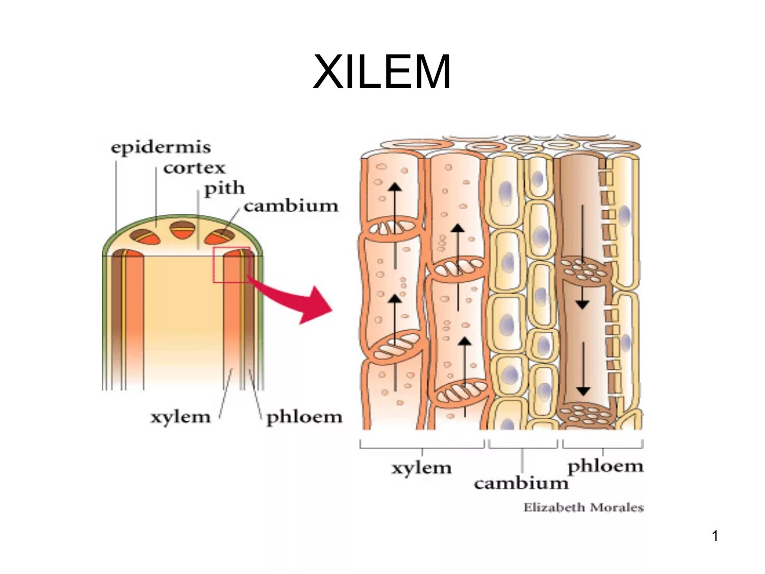 Восходящий и нисходящий ток. Xylem and phloem. Ксилема и флоэма. Строение ксилемы и флоэмы. Движение по ксилеме и флоэме.