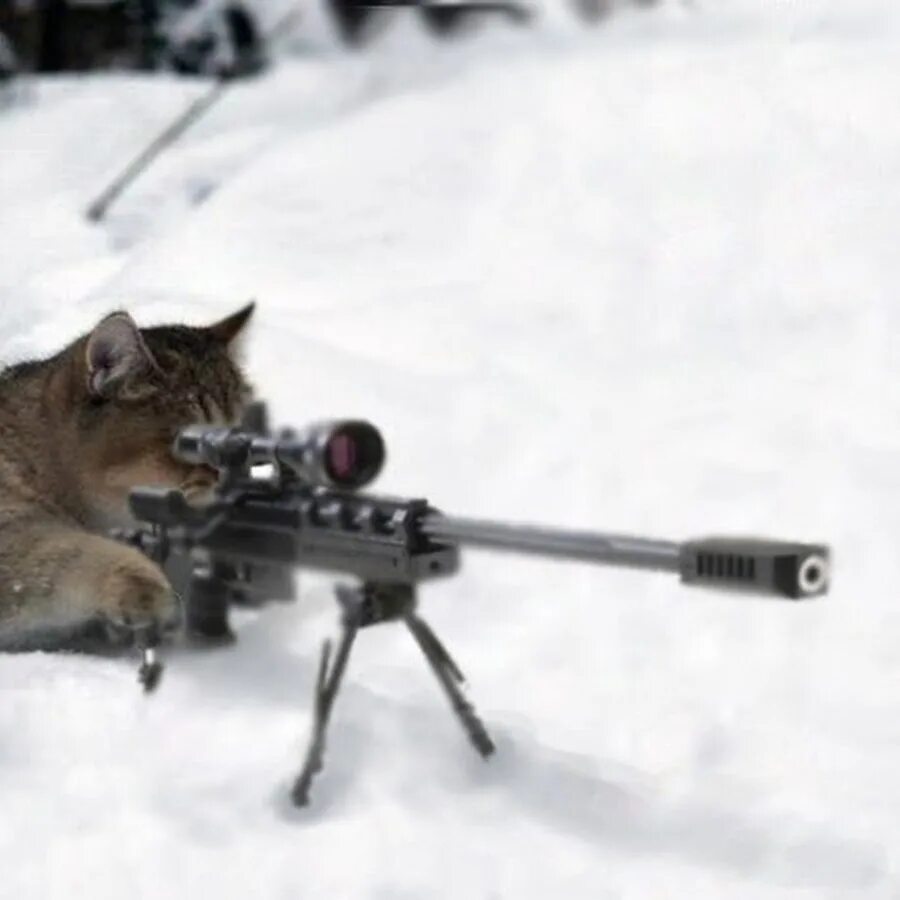 Кот с автоматом мем. Кот с винтовкой. Кот стреляет. Кот с автоматом мем. Животные с автоматом.