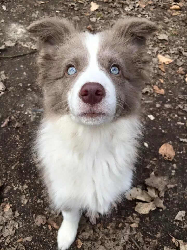 Лиловый бордер. Бордер колли лилак. бордер колли lilac merle. бордер колли лиловый мерль. бордер колли голубой.