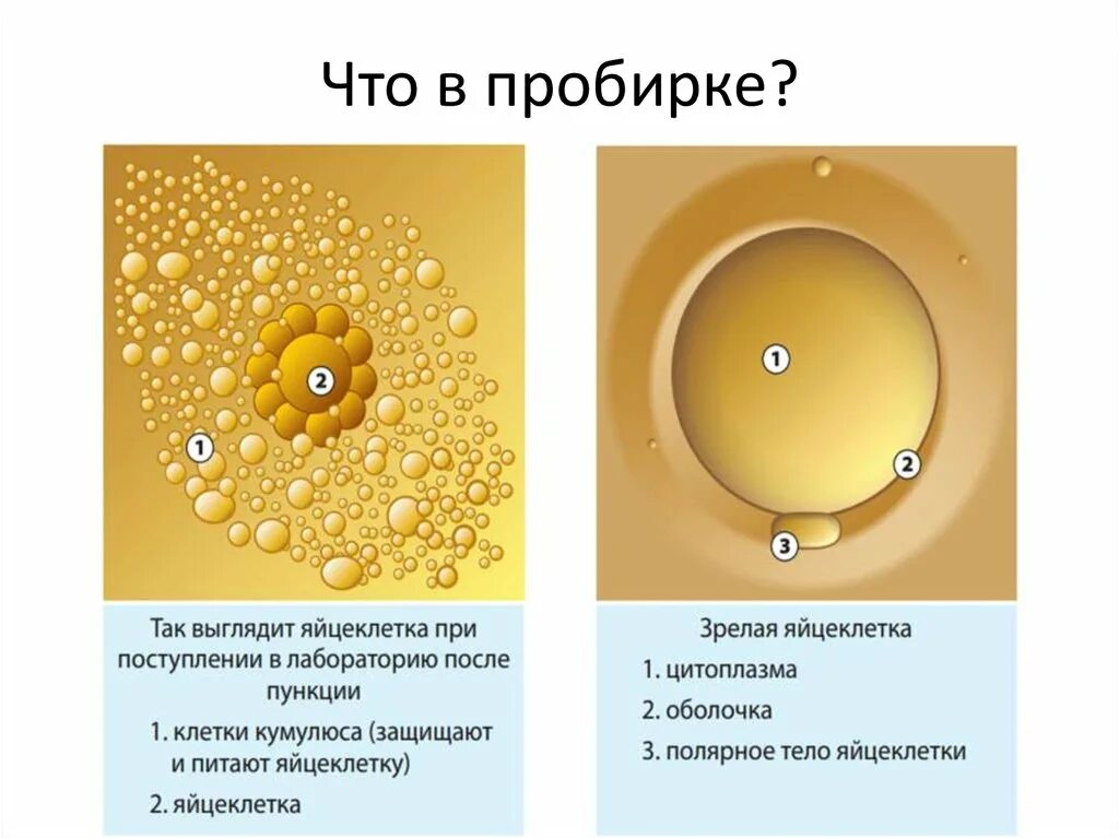 Яйцеклетка. Яйцеклетка эко. Качественная яйцеклетка. После извлечения яйцеклетки. Где происходит созревание яйцеклеток