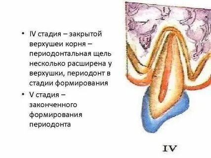 Щелка корень
