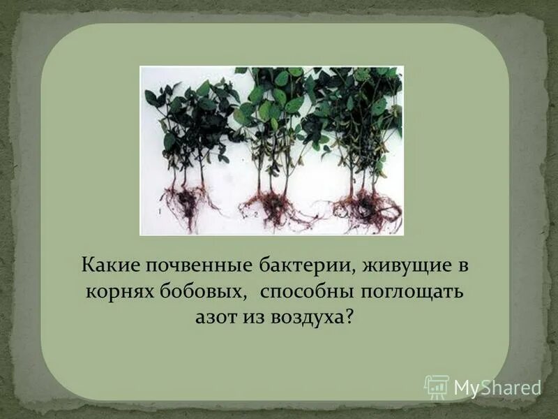 Значение почвенных бактерий. Почвенные бактерии. Почвенные микроорганизмы. Почвенные бактерии и их названия. Почвенные бактерии вывод.