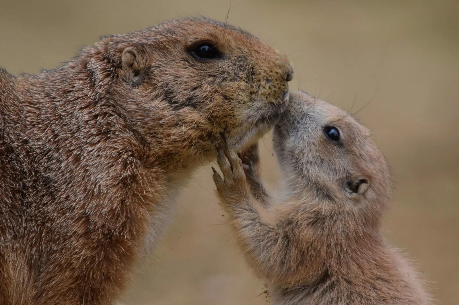суслик степной. дети сусликов. сурок байбак семейство. тонкопалый суслик пустыня. луговая собачка.