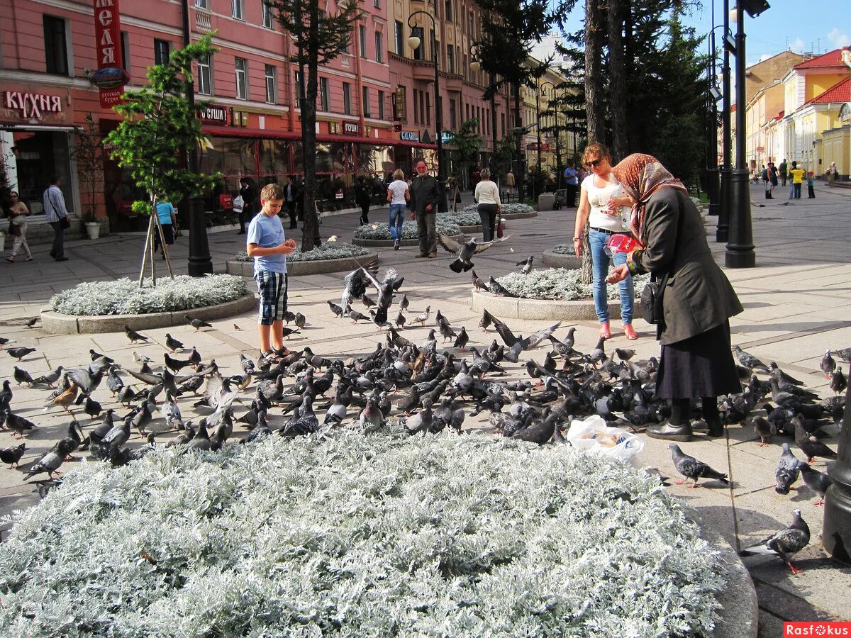 И старушки крошат хлебный мякиш сизым голубям. Голуби едят крошки. День такой хороший и старушки крошат. Голубь клюет. На голубя крошат хлебный мякиш.