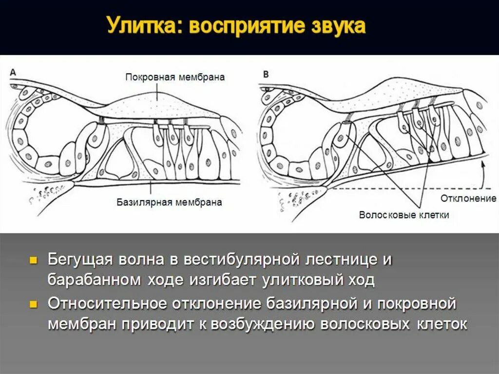 На рисунке приведены частоты воспринимаемые органами слуха. Восприятие звука. Базилярная мембрана улитки. Клетки воспринимающие звук. Базилярная мембрана и частота звука.