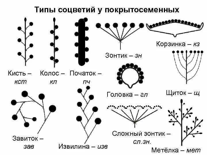 Соцветие сложный початок. Соцветие кистевидная корзинка. Соцветие метелка схема. Тип соцветия калины. Соцветие завиток.