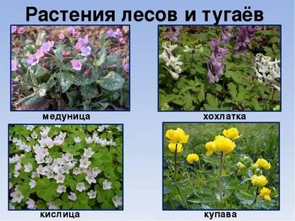 Травянистые растения леса 4