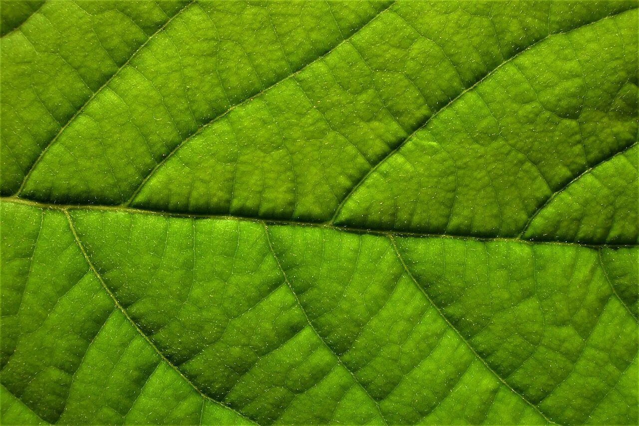 Цвет зеленый лист. Текстура листа. Текстура листа дерева. Фактура листьев. Текстура зеленого листа.