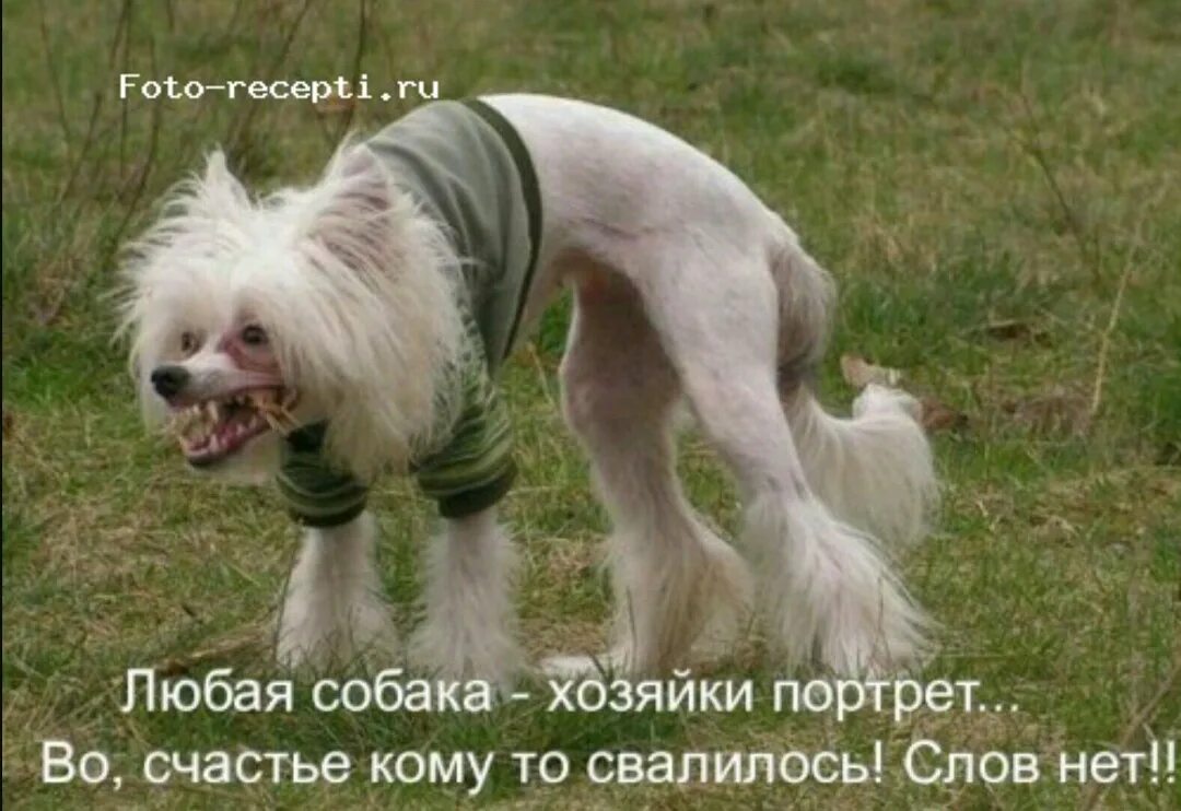 Суки нет что это. Суки нет что это