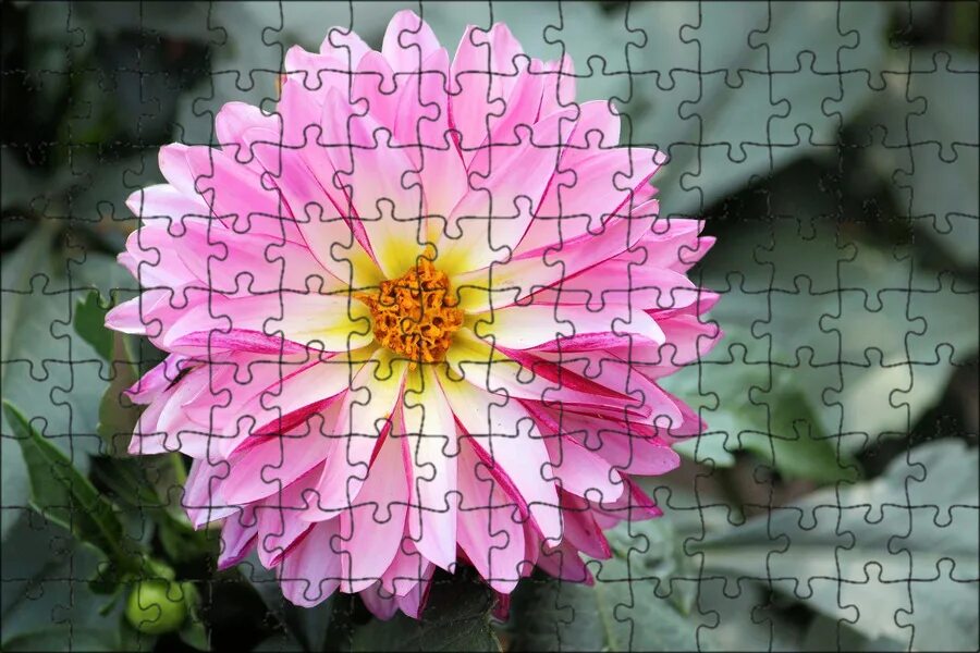 Dahlia цветок. Георгины dahlia. Георгин тирза. Георгины апвил. Dahlia цветок.