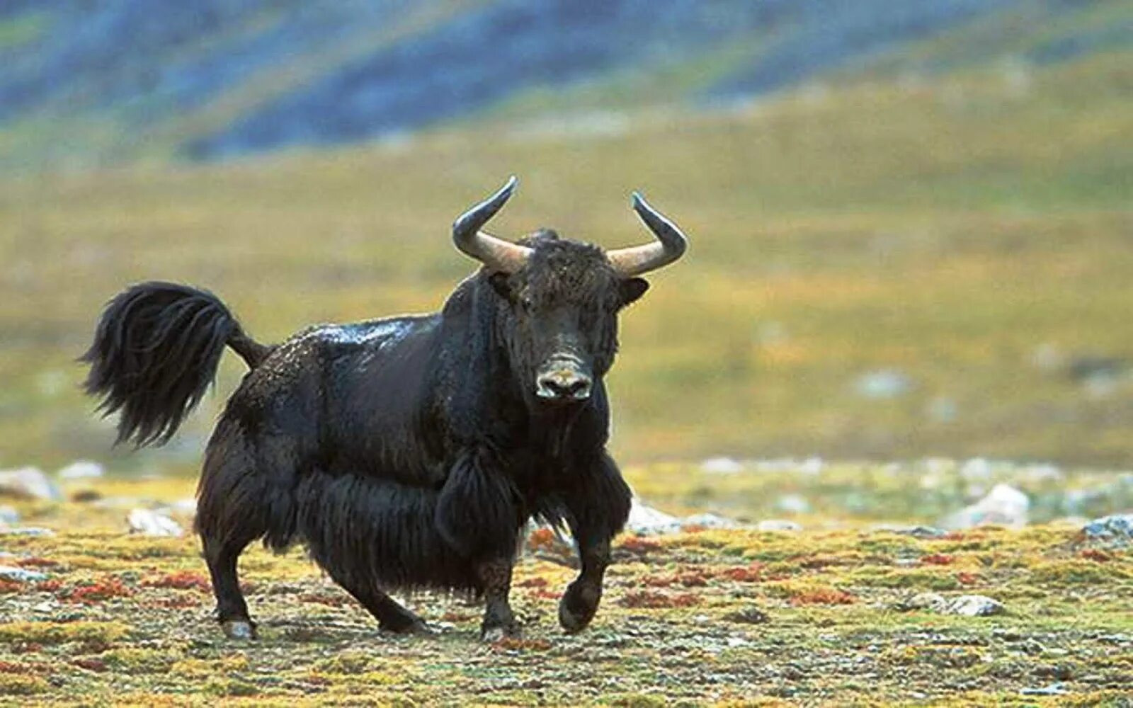 Современная ведьма в обычной жизни. Ведьма в жизни. Маленький детский беларус для детей. Дзеці. Бык сарлык.