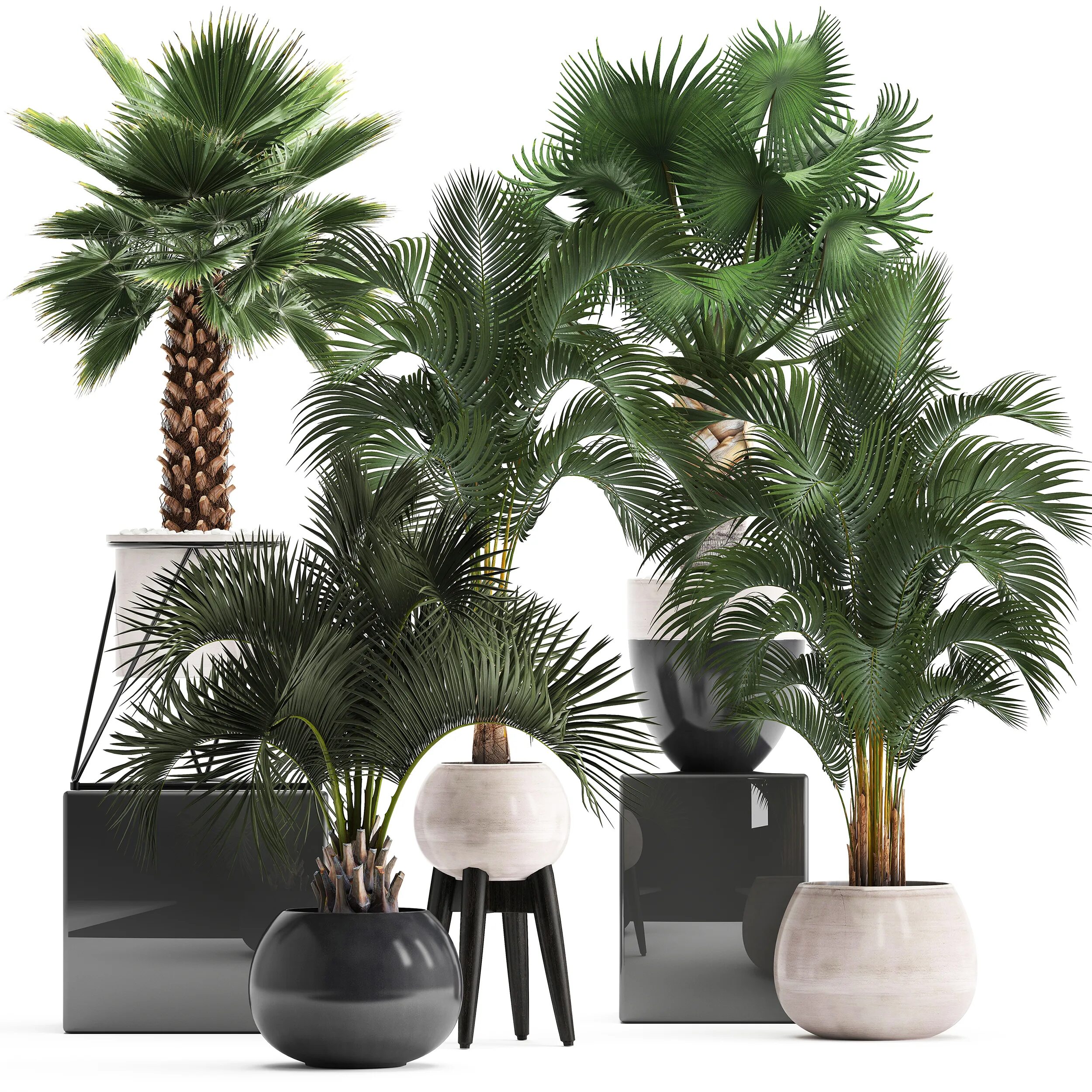Palms set
