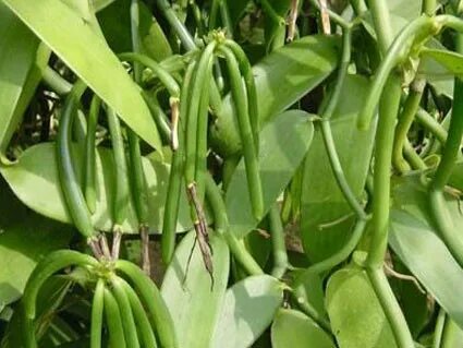 Vanilla plants expanded