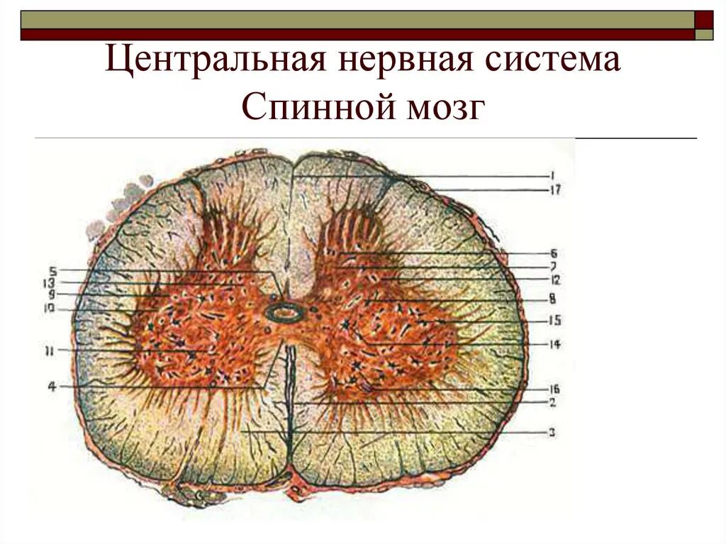 Поперечный срез спинного мозга импрегнация серебром. Спинной мозг импрегнация серебром. Срез спинного мозга гистология. Спинной мозг гистология импрегнация серебром.