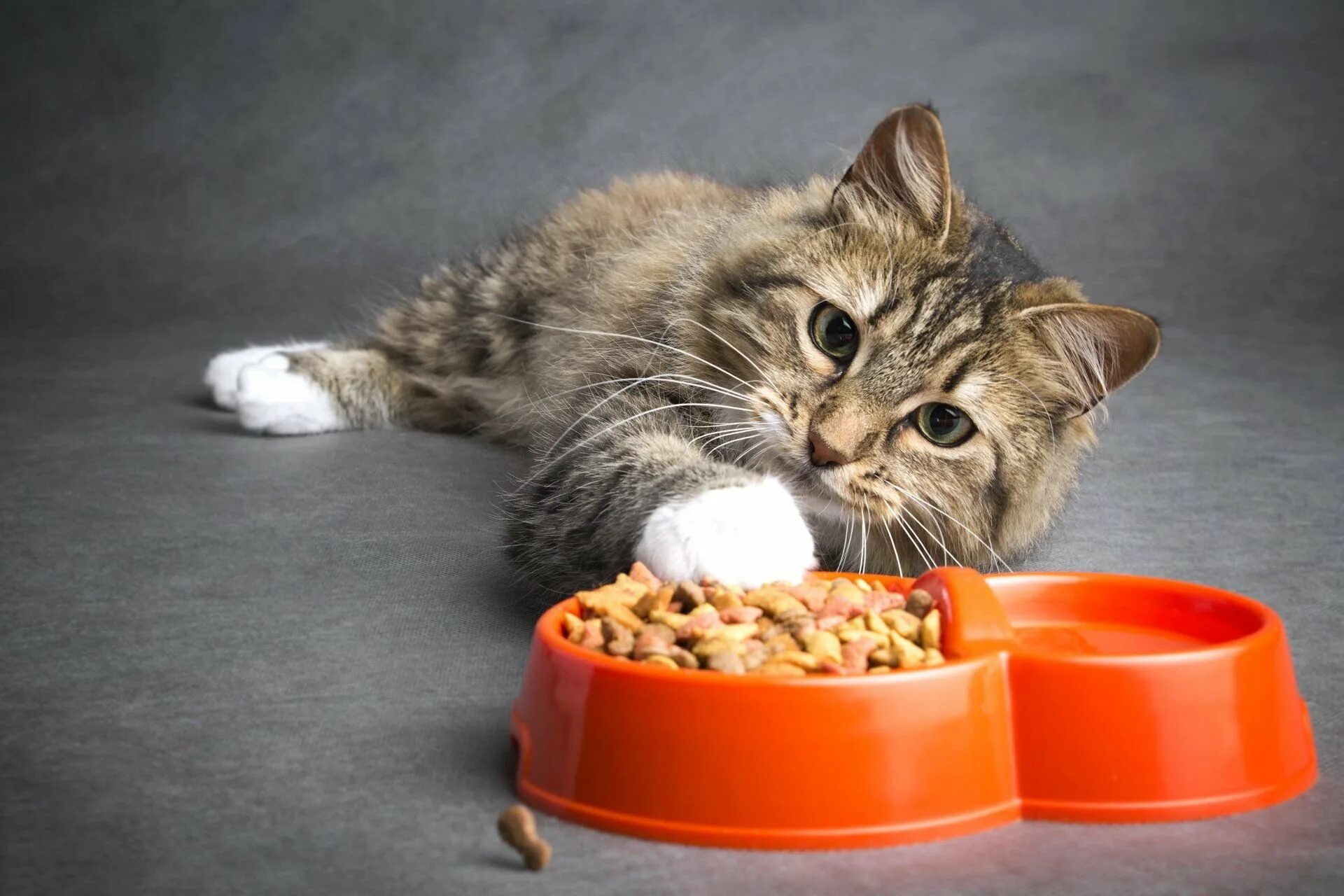 Почему кот не ест еду. Миска для кота. корм для кошек. кошка кушает. еда для кошек.