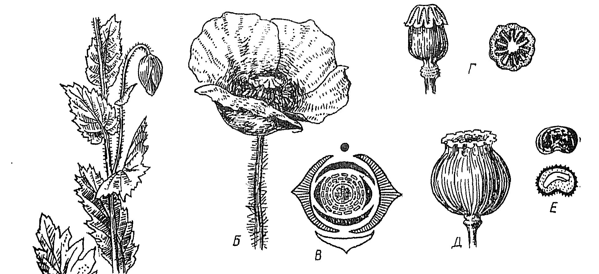 Мак самосейка плод. Мак самосейка диаграмма цветка. Мак самосейка формула цветка. Плод мака самосейки строение. Семейства ботаника
