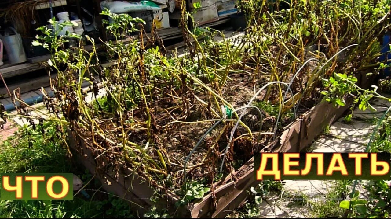 Куда девать картофельную ботву