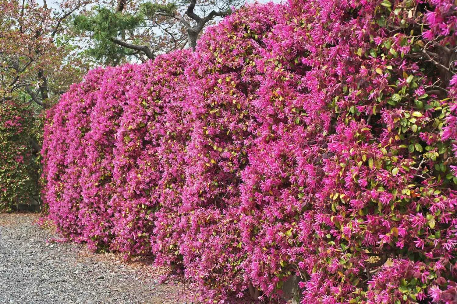 Chinese Fringe Flower Shrub Plants Planting shrubs, Shrubs, Plants