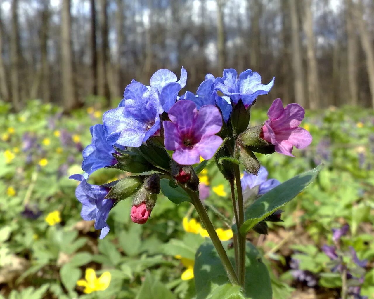 Прострел обыкновенный (pulsatilla vulgaris). Прострел - сон трава. Таволга трехлистная. Чистец (буквица). Лопух дубравный лесной.