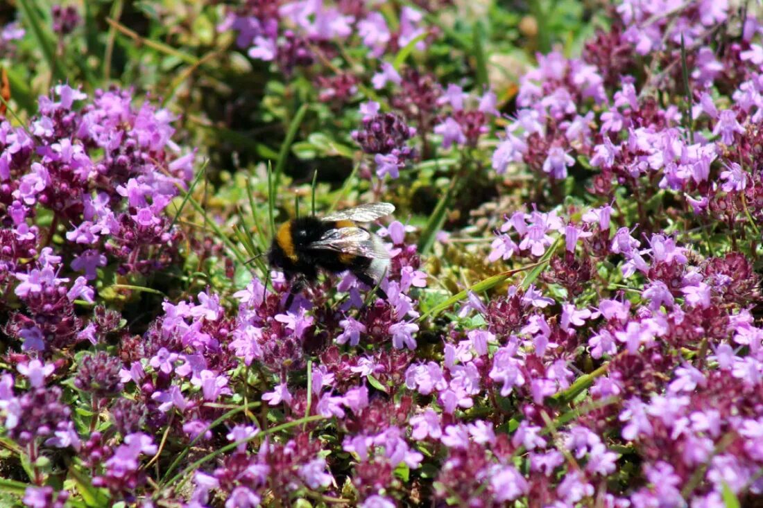 Чабрец какое. Тимьян ползучий (Thymus serpyllum). Тимьян Комарова (Thymus komarovii ). Тимьян ползучий ареал. Тимьян чабрец молдавский.