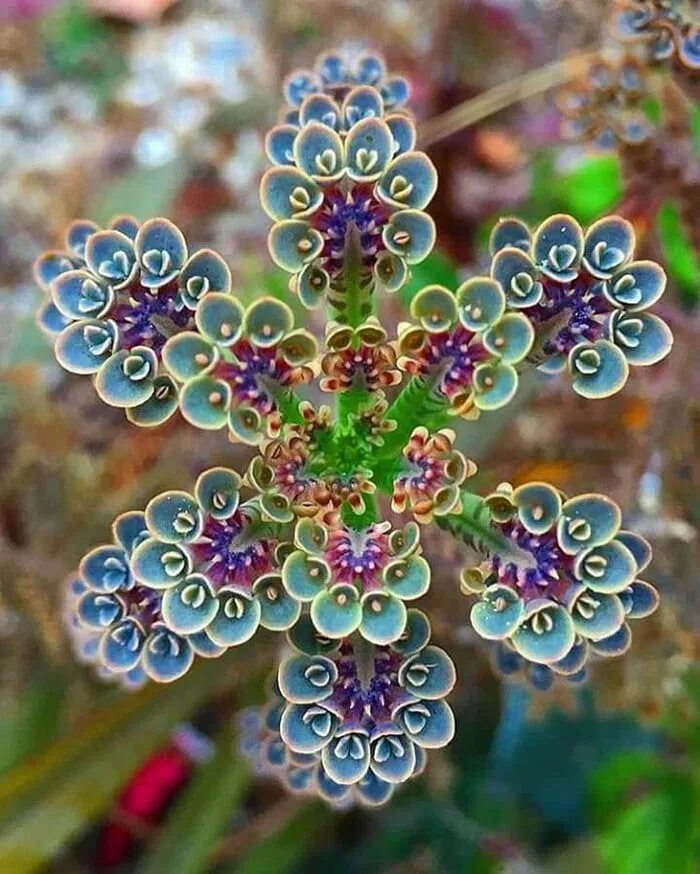 Kalanchoe thyrsiflora. Суккулент каланхоэ Тирсифлора. Каланхоэ трубкоцветная. Каланхоэ трубчатоцветковое.