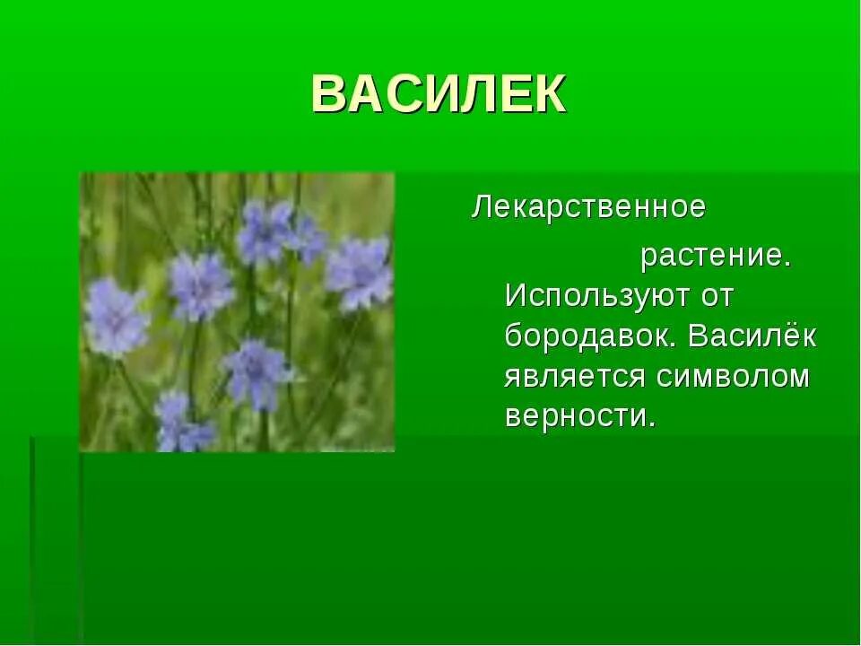 Презентация растение 2 класс окружающий мир. Растения нашей местности. Лекарственные растения моей местности. Травы нашей местности. Растения для презентации.