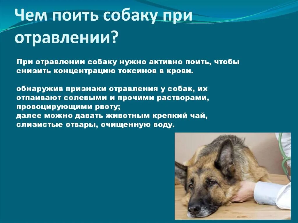 Что можно дать собаке от рвоты. При отравлении собаки. лекарства для собак при отравлении. что дать собакеь при отравлении. что можно дать щенку при отравлении.