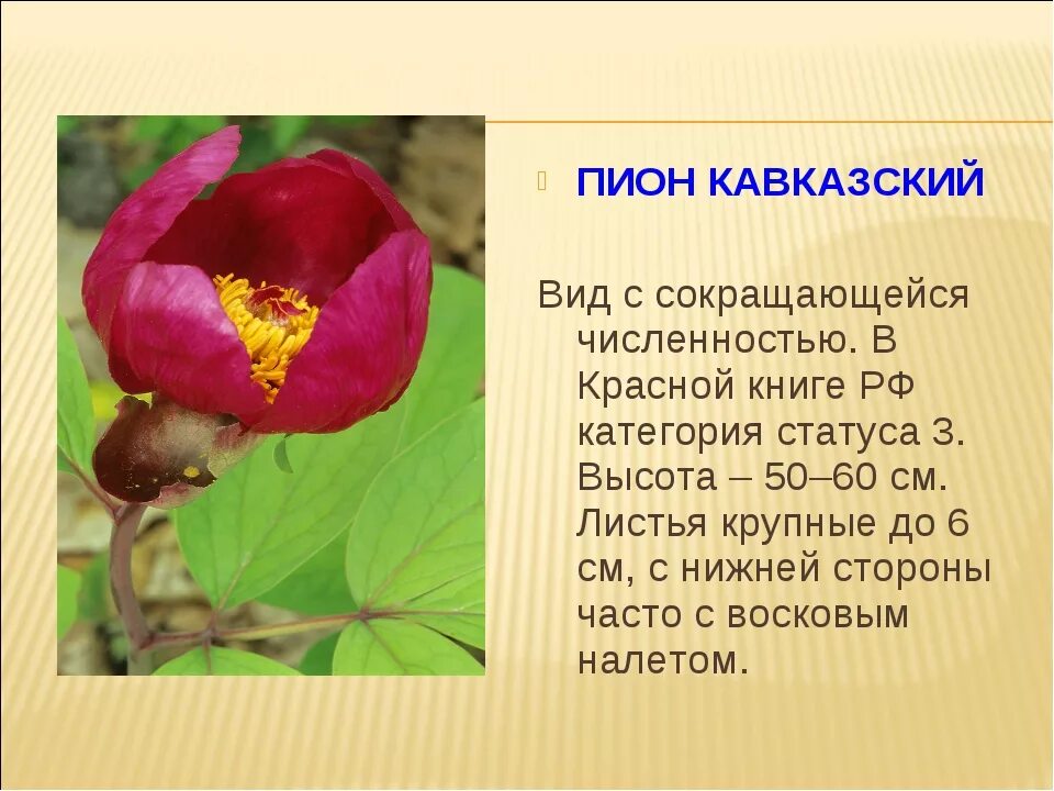 Растения из красной книги 4 класс